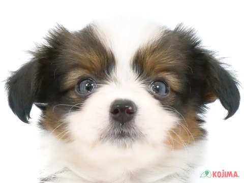東京都のパピヨン (コジマアリオ西新井店/2024年4月14日生まれ/男の子/ホワイトブラウン)の子犬