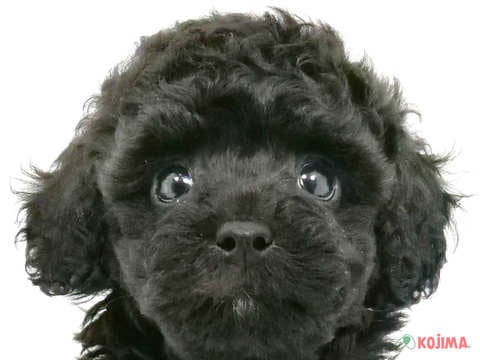 東京都のマルプー(マルチーズ×プードル) (コジマ国分寺店/2024年4月12日生まれ/女の子/ブラック)の子犬