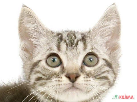 東京都のアメリカンショートヘアー (コジママチノマ大森店/2024年4月12日生まれ/男の子/シルバータビー)の子猫