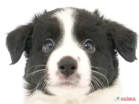 東京都のボーダーコリー (コジマ新小岩店/2024年4月13日生まれ/女の子/ブラックホワイト)の子犬