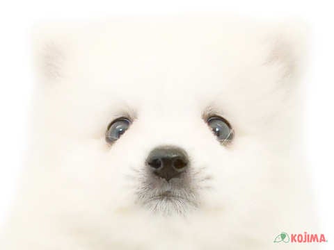 東京都の日本スピッツ (コジマ目黒碑文谷店/2024年4月13日生まれ/女の子/ホワイト)の子犬
