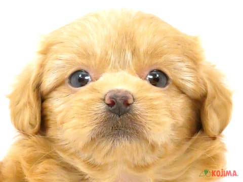 埼玉県のハーフ犬 (コジマアリオ深谷店/2024年4月15日生まれ/女の子/レッド)の子犬