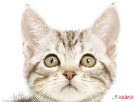 東京都のアメリカンショートヘアー (コジマ足立店/2024年4月12日生まれ/女の子/シルバータビー)の子猫