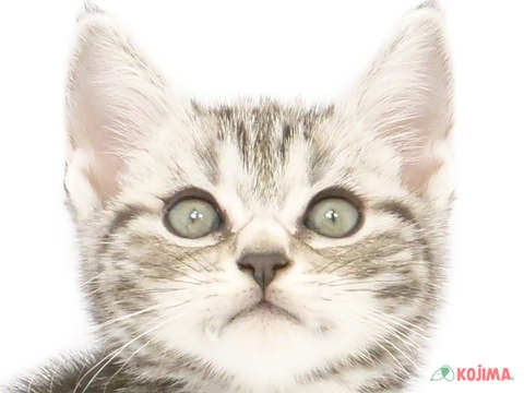 埼玉県のアメリカンショートヘアー (コジマアリオ深谷店/2024年4月14日生まれ/男の子/シルバータビー)の子猫