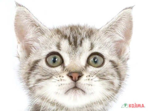 東京都のアメリカンショートヘアー (コジマ板橋店/2024年4月13日生まれ/男の子/シルバータビー)の子猫