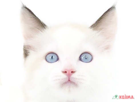千葉県のラグドール (コジマフォルテ津田沼店/2024年4月9日生まれ/男の子/シールポイントバイカラー)の子猫