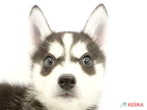 千葉県のシベリアンハスキー (コジマアリオ蘇我店/2024年4月13日生まれ/男の子/ブラックホワイト)の子犬