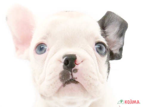 東京都のハーフ犬 (コジマ八王子店/2024年4月14日生まれ/男の子/ボストンカラー)の子犬