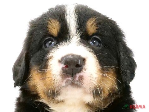 千葉県のバーニーズマウンテンドッグ (コジマ松戸店/2024年4月13日生まれ/男の子/ブラックラストホワイト)の子犬