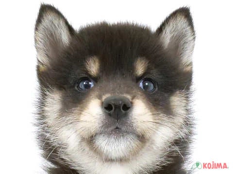 千葉県の柴犬(標準サイズ) (コジマ四街道店/2024年4月13日生まれ/男の子/黒)の子犬