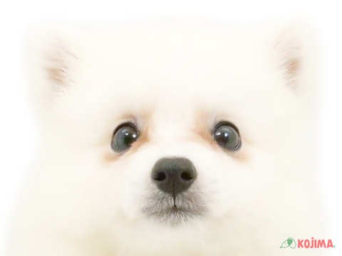 東京都の日本スピッツ (コジマアリオ北砂店/2024年4月13日生まれ/女の子/ホワイト)の子犬