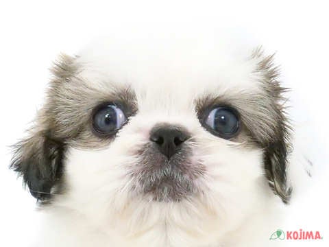 埼玉県のハーフ犬 (コジマ大宮店/2024年4月9日生まれ/男の子/レッドホワイト)の子犬
