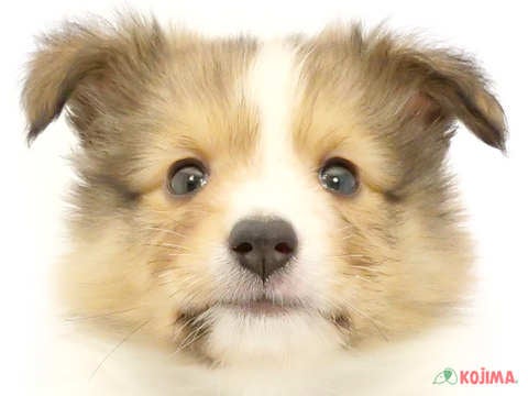 埼玉県のシェットランドシープドッグ (コジマアリオ深谷店/2024年4月10日生まれ/男の子/セーブルホワイト)の子犬