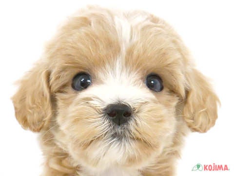 東京都のマルプー(マルチーズ×プードル) (コジマソコラ用賀店/2024年4月13日生まれ/女の子/クリームホワイト)の子犬