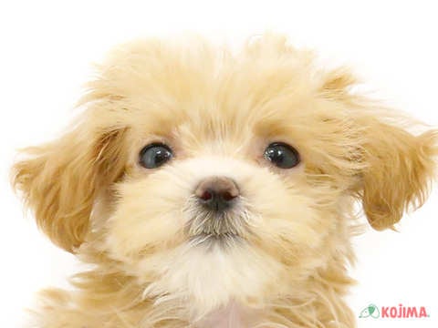 東京都のマルプー(マルチーズ×プードル) (コジマ板橋店/2024年4月12日生まれ/男の子/アプリコット)の子犬