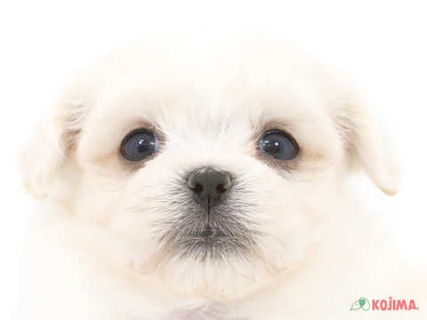 東京都のハーフ犬 (コジマ目黒店/2024年4月12日生まれ/女の子/ホワイト)の子犬