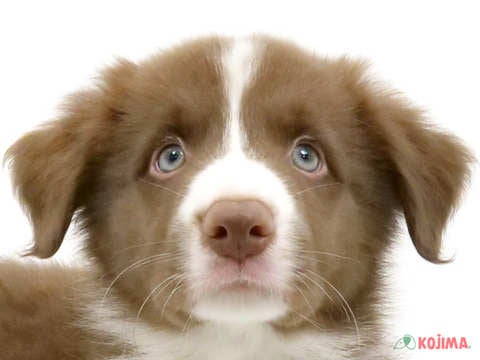 神奈川県のボーダーコリー (コジマニトリモール相模原店/2024年4月11日生まれ/男の子/チョコレートホワイト)の子犬