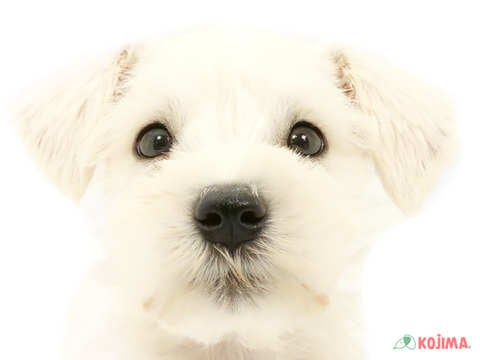 神奈川県のミニチュアシュナウザー (コジマベイタウン横浜本牧店/2024年4月12日生まれ/男の子/ホワイト)の子犬