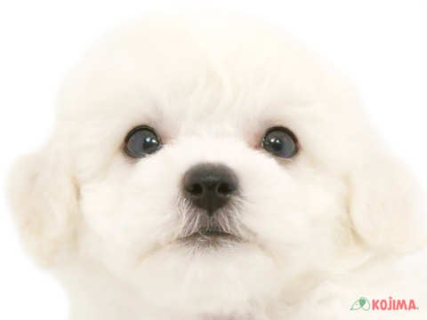埼玉県のビションフリーゼ (コジマ戸田公園店/2024年4月14日生まれ/男の子/ホワイト)の子犬