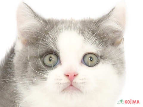 千葉県のブリティッシュショートヘアー (コジマウエルケアセンター/2024年4月13日生まれ/男の子/ブルーホワイト)の子猫