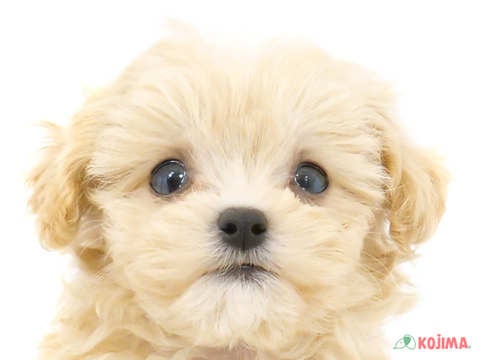 東京都のマルプー(マルチーズ×プードル) (コジマ六本木店/2024年4月12日生まれ/男の子/クリーム)の子犬