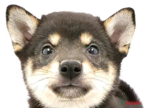 2024年4月12日生まれの柴犬(標準サイズ)の1枚目の写真