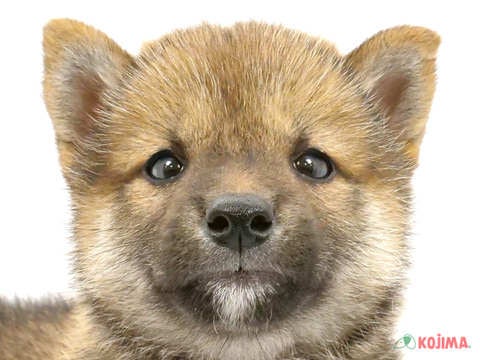 東京都の柴犬(標準サイズ) (コジマ足立店/2024年4月13日生まれ/男の子/赤)の子犬
