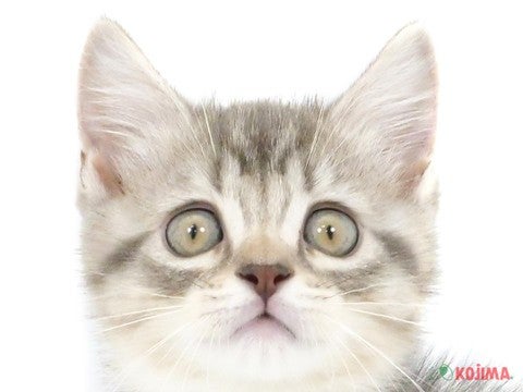 東京都のマンチカン (コジマアリオ北砂店/2024年4月13日生まれ/女の子/シルバーパッチドマッカレルタビーホワイト)の子猫