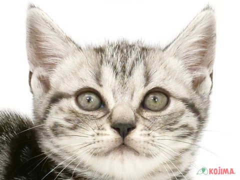 東京都のアメリカンショートヘアー (コジマアリオ亀有店/2024年4月14日生まれ/女の子/シルバータビー)の子猫