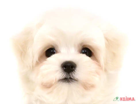 東京都のマルチーズ (コジマ練馬店/2024年4月9日生まれ/男の子/ホワイト)の子犬