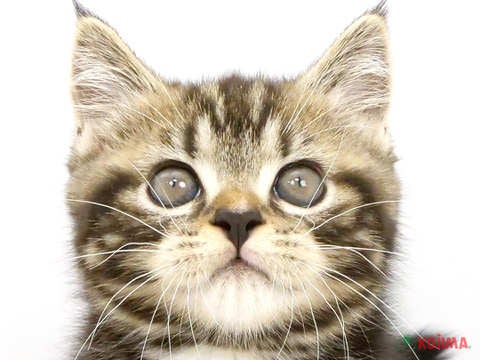 埼玉県のスコティッシュストレート (コジマ戸田公園店/2024年4月8日生まれ/男の子/ブラウンタビーホワイト)の子猫