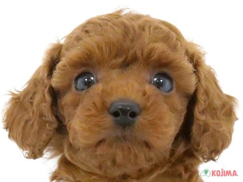 兵庫県のトイプードル(トイ) (コジマ明石店/2024年4月13日生まれ/男の子/レッド)の子犬