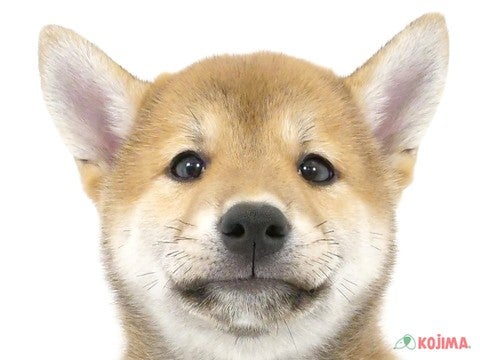 2024年4月13日生まれの柴犬(標準サイズ)の1枚目の写真