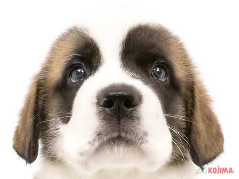 千葉県のセントバーナード (コジマアリオ柏店/2024年4月14日生まれ/男の子/ホワイトブラウン)の子犬