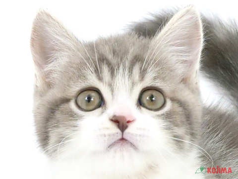 埼玉県のスコティッシュストレート (コジマ浦和店/2024年4月11日生まれ/男の子/ブルータビーホワイト)の子猫
