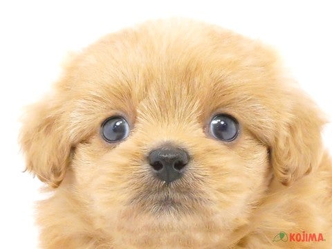 東京都のペキプー(ペキニーズ×プードル) (コジマ練馬店/2024年4月15日生まれ/女の子/レッド)の子犬