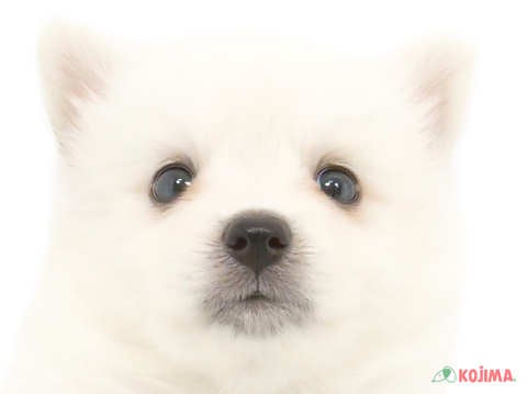 東京都の日本スピッツ (コジマアリオ亀有店/2024年4月8日生まれ/男の子/ホワイト)の子犬
