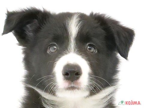 埼玉県のボーダーコリー (コジマ戸田公園店/2024年4月11日生まれ/男の子/ブラックホワイト)の子犬