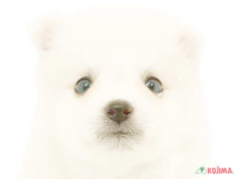 東京都の日本スピッツ (コジマアリオ西新井店/2024年4月13日生まれ/男の子/ホワイト)の子犬