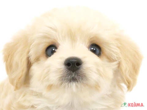千葉県のマルプー(マルチーズ×プードル) (コジマ四街道店/2024年4月13日生まれ/男の子/アプリコット)の子犬