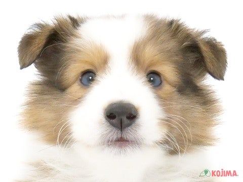東京都のシェットランドシープドッグ (コジマアリオ葛西店/2024年4月11日生まれ/男の子/セーブルホワイト)の子犬