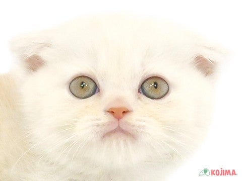 東京都のスコティッシュフォールド (コジマ足立店/2024年4月11日生まれ/男の子/クリームタビーホワイト)の子猫