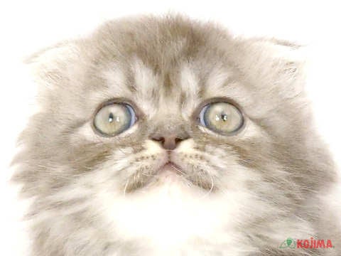 東京都のスコティッシュフォールド (コジマ新小岩店/2024年4月12日生まれ/男の子/ブルータビー)の子猫