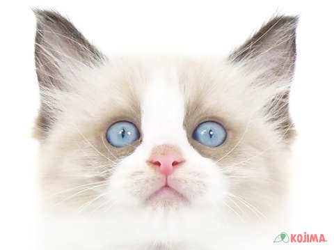 東京都のラグドール (コジマ府中店/2024年4月14日生まれ/女の子/シールポイントバイカラー)の子猫