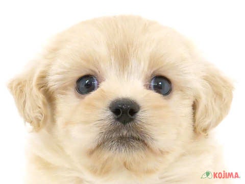 千葉県のペキプー(ペキニーズ×プードル) (コジマアリオ市原店/2024年4月15日生まれ/男の子/クリーム)の子犬