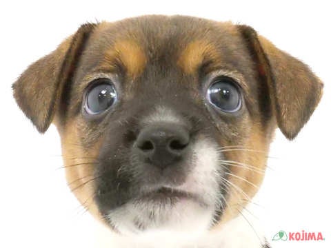 埼玉県のジャックラッセルテリア (コジマモラージュ菖蒲店/2024年4月8日生まれ/男の子/ホワイトタン)の子犬