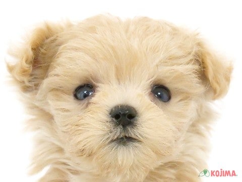 東京都のマルプー(マルチーズ×プードル) (コジマGRAND亀戸店/2024年4月16日生まれ/男の子/アプリコット)の子犬