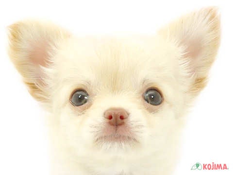 東京都のチワワ(ロング) (コジマ国分寺店/2024年4月15日生まれ/男の子/クリームホワイト)の子犬