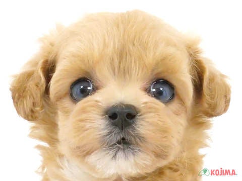 東京都のマルプー(マルチーズ×プードル) (コジマアリオ北砂店/2024年4月16日生まれ/女の子/アプリコット)の子犬