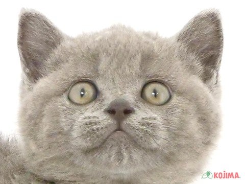 東京都のブリティッシュショートヘアー (コジマ青戸店/2024年4月10日生まれ/男の子/ブルー)の子猫